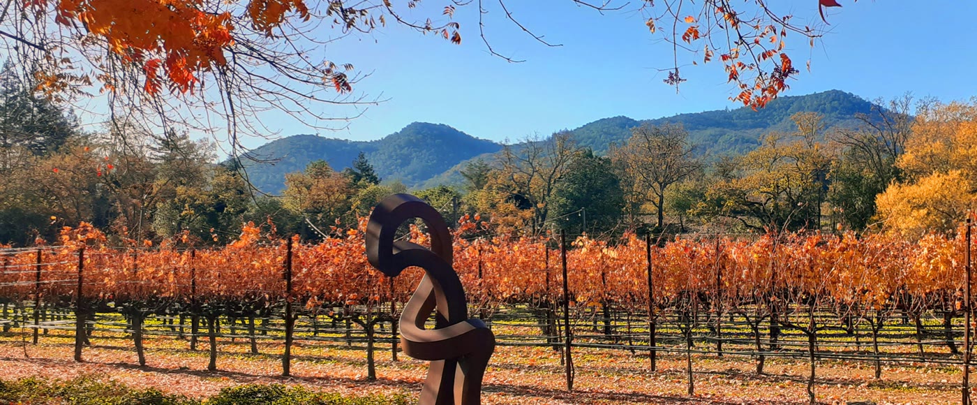 Golden vineyard rows at harvest time in Northern California wine country — NapSac Wine Tours