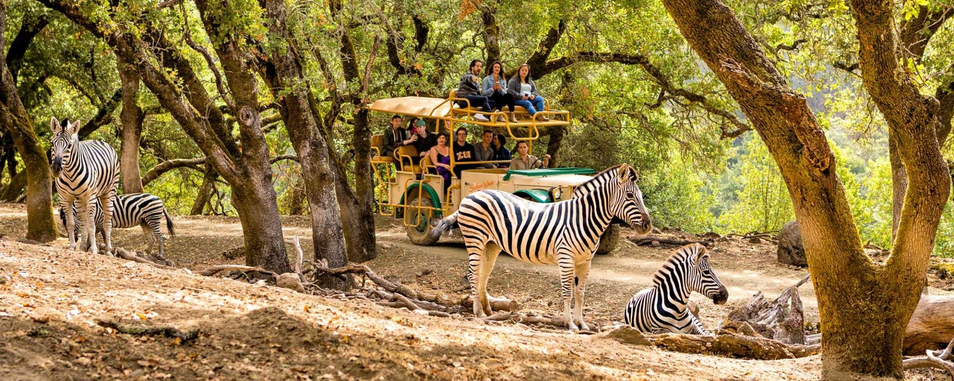 Safari experience for corporate tours