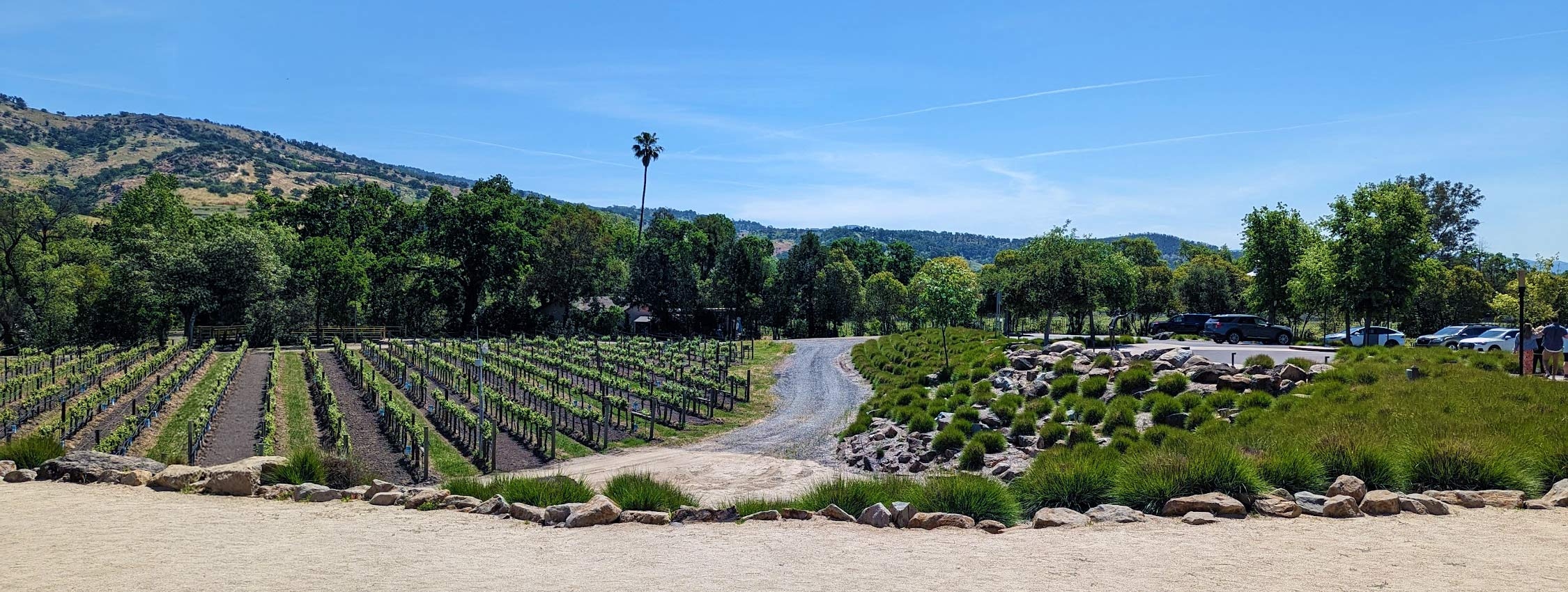 Amador wine country vineyard panorama