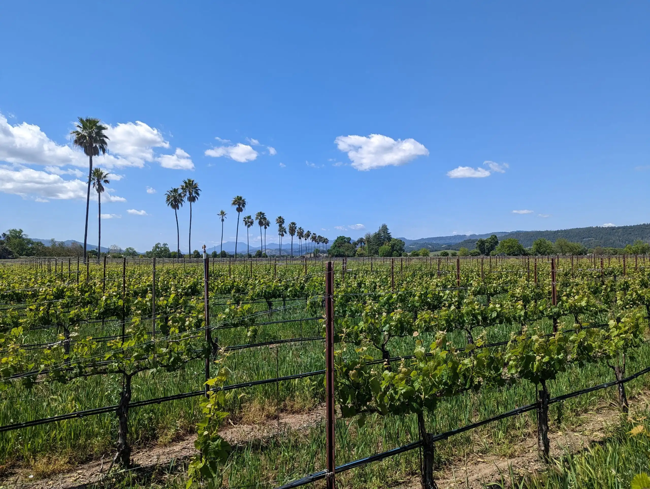 NapSac Wine Tours — winery tour guests