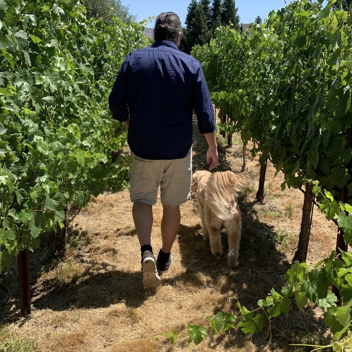 A relaxed walk through vineyard rows at the end of a wine country day