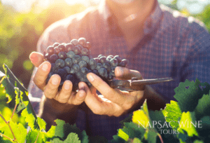 From Vine to Glass: The Fascinating Journey of Winemaking